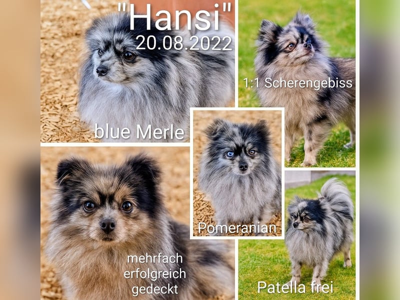 Pomeranian Zwergspitz Deckrüde mit Papieren