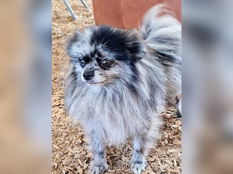 Pomeranian Zwergspitz Deckrüde mit Papieren