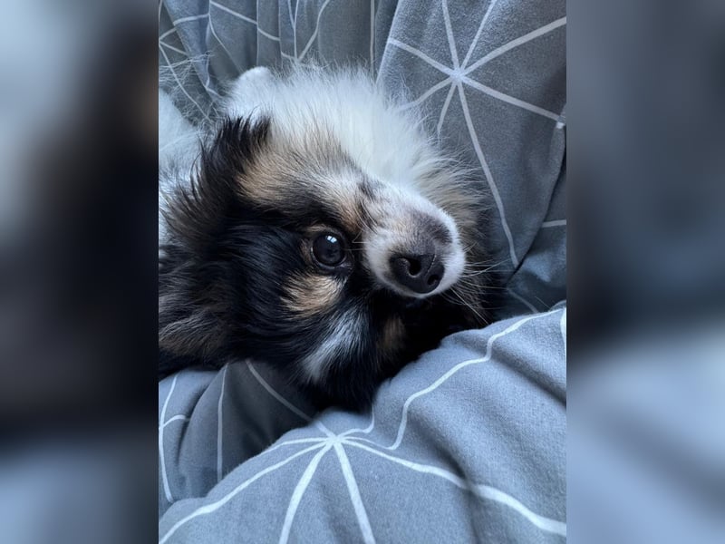 Charmanter Mozart (Tricolor, 2 J.) sucht sein erstes Abenteuer!