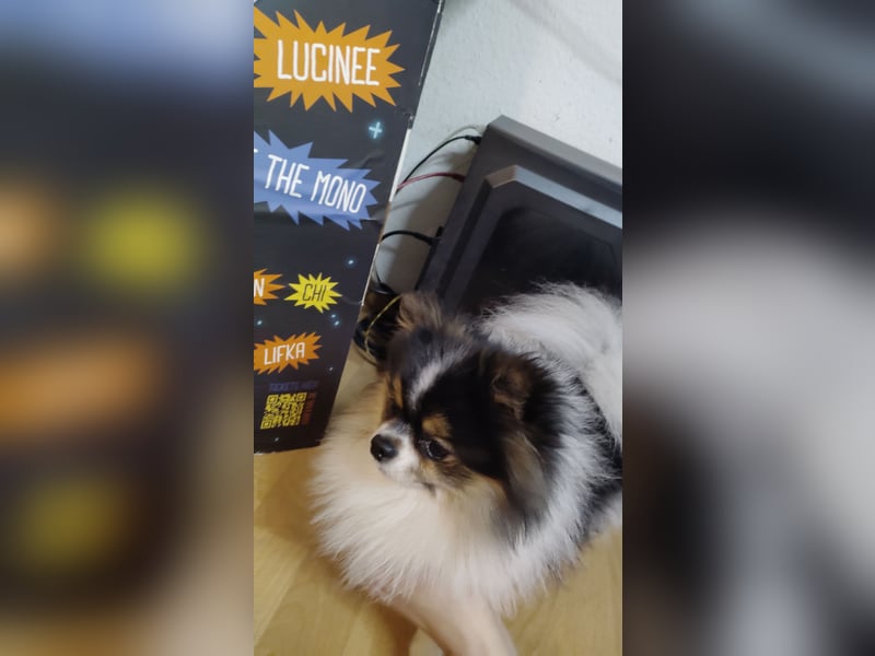 Charmanter Mozart (Tricolor, 2 J.) sucht sein erstes Abenteuer!