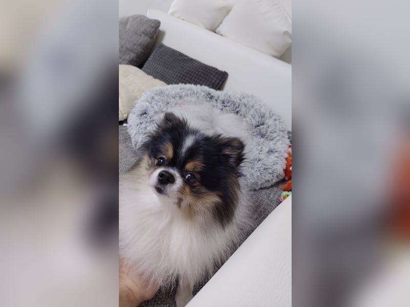 Charmanter Mozart (Tricolor, 2 J.) sucht sein erstes Abenteuer!