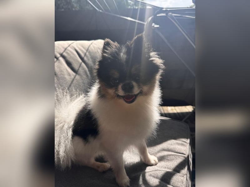 Charmanter Mozart (Tricolor, 2 J.) sucht sein erstes Abenteuer!