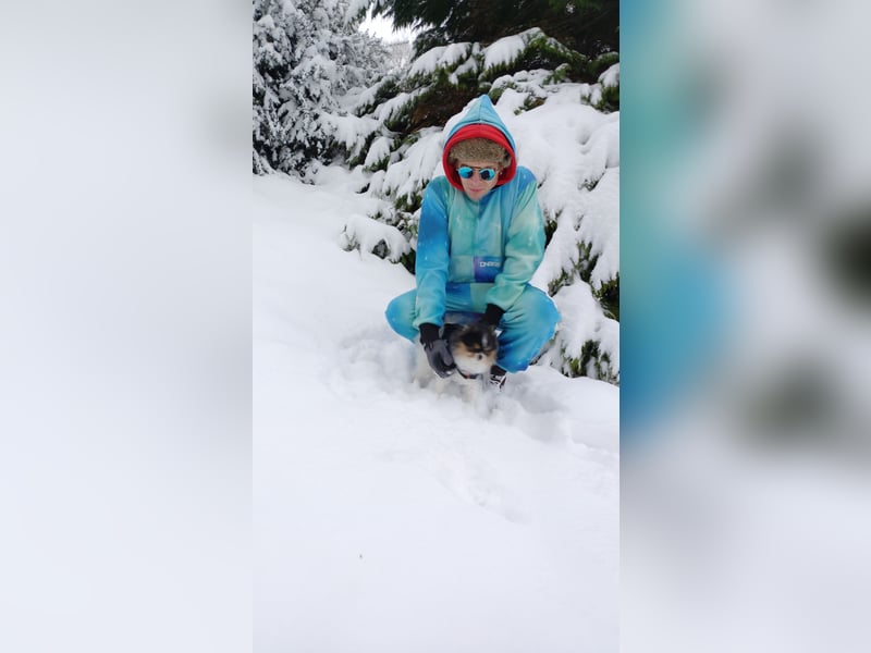 Charmanter Mozart (Tricolor, 2 J.) sucht sein erstes Abenteuer!