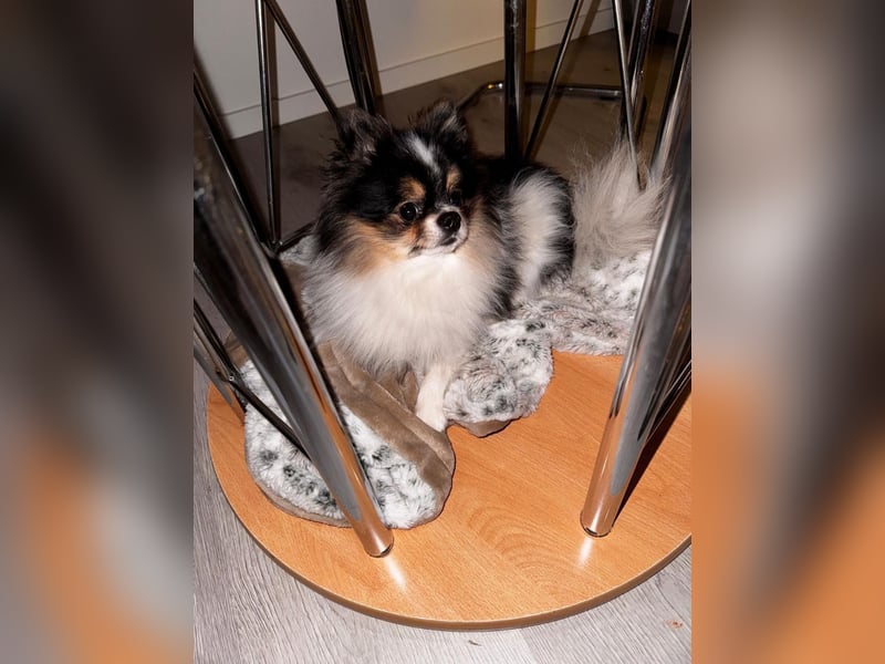 Charmanter Mozart (Tricolor, 2 J.) sucht sein erstes Abenteuer!