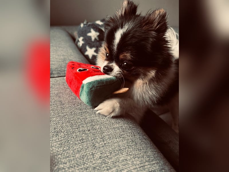 Charmanter Mozart (Tricolor, 2 J.) sucht sein erstes Abenteuer!