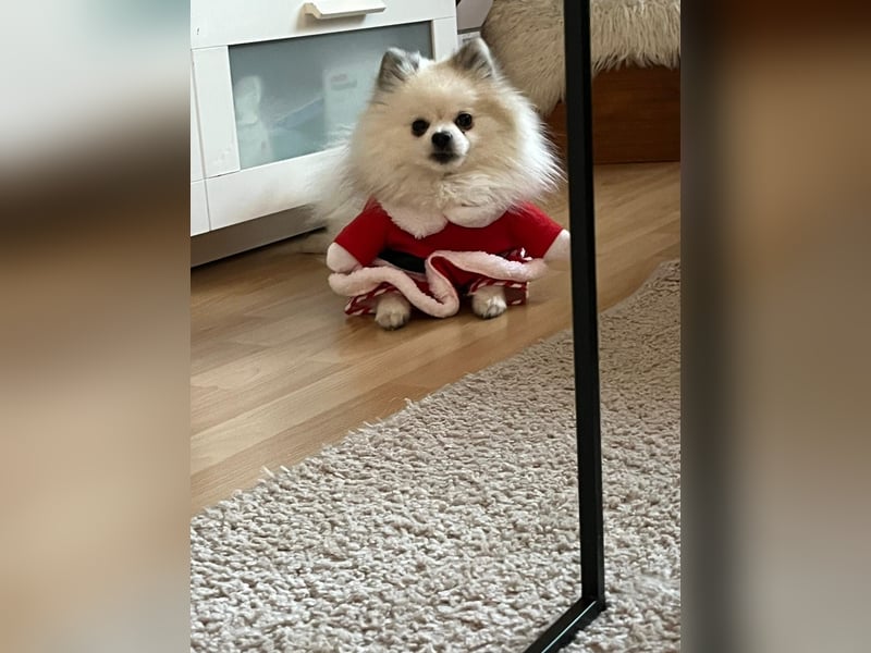 Zwergspitz/Pomeranian sucht zu Hause