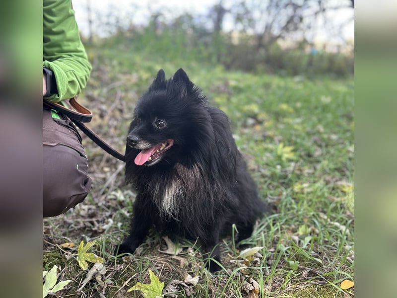 Marley, unser kleiner Pomeranian ist topp fit
