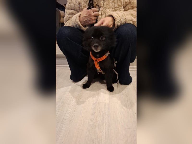Marley, unser kleiner Pomeranian ist topp fit