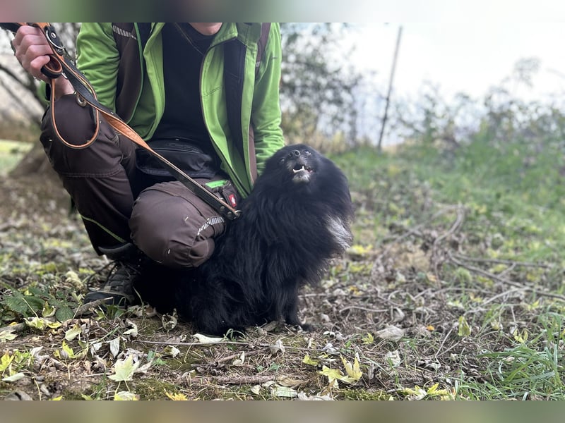 Marley, unser kleiner Pomeranian ist topp fit