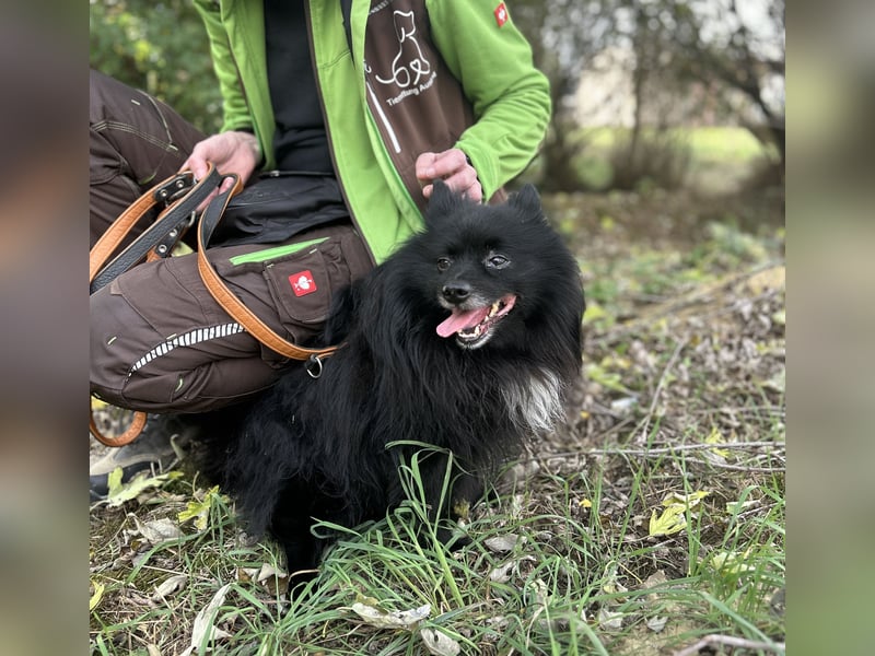 Marley, unser kleiner Pomeranian ist topp fit
