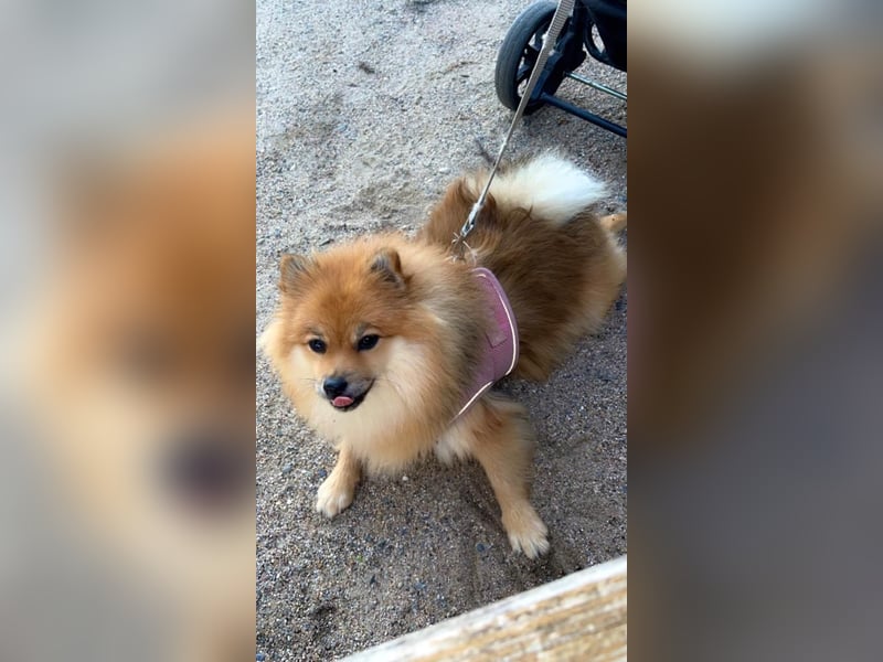 Pomeranian Zwergspitz Weibchen