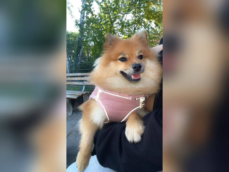 Pomeranian Zwergspitz Weibchen