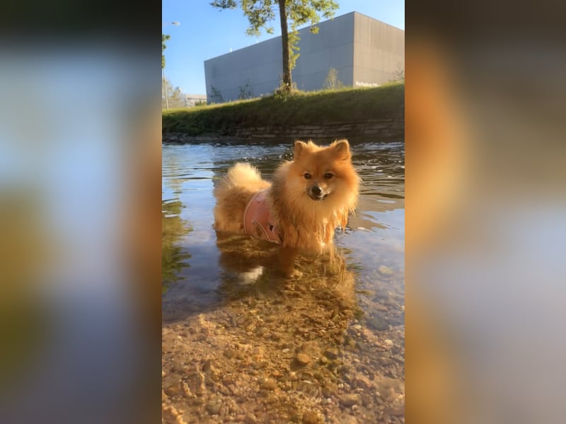 Pomeranian Zwergspitz Weibchen