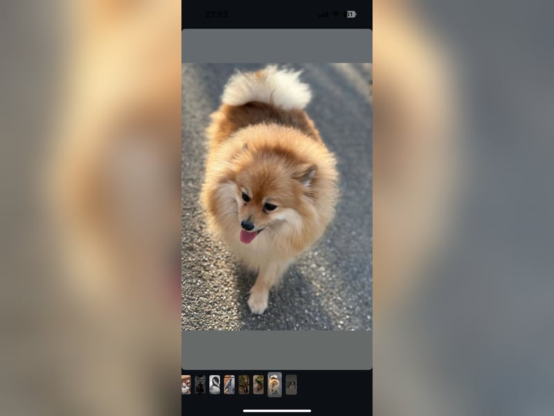 Pomeranian Zwergspitz Weibchen