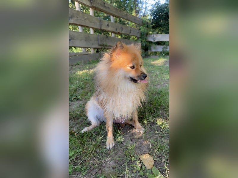 Pomeranian Zwergspitz Weibchen