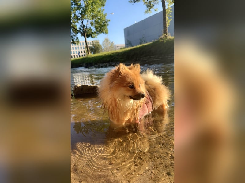 Pomeranian Zwergspitz Weibchen