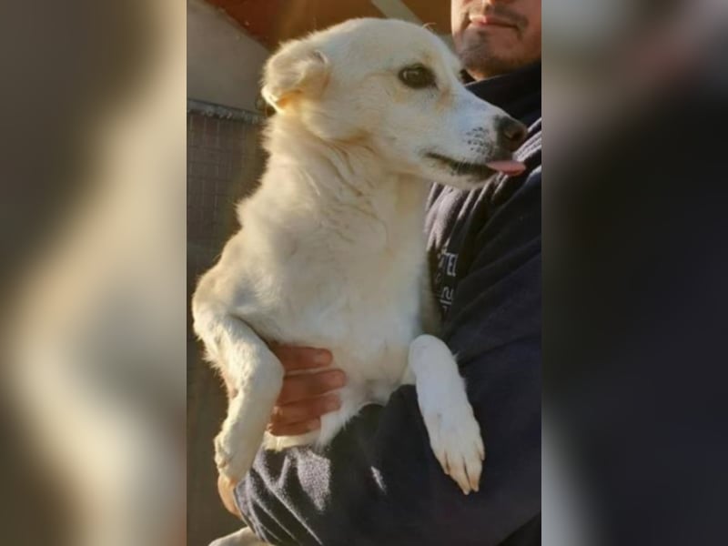 Kleiner Hundemann Shugar sucht Zuhause