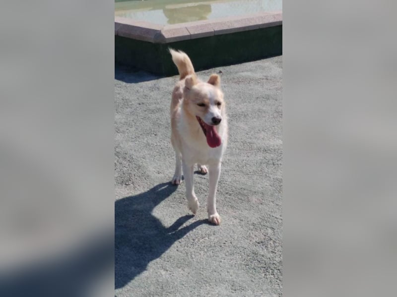 Kleiner Hundemann Shugar sucht Zuhause