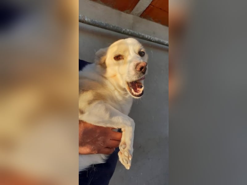 Kleiner Hundemann Shugar sucht Zuhause