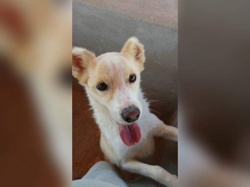 Kleiner Hundemann Shugar sucht Zuhause