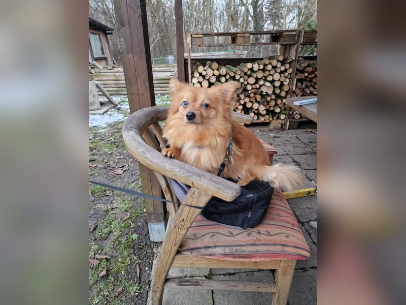 Pomerian Chihuahua Mix sucht Liebevolles Zuhause