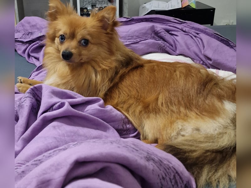 Pomerian Chihuahua Mix sucht Liebevolles Zuhause