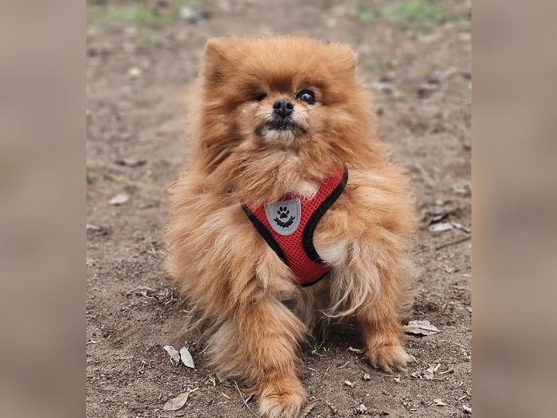 Das Leben von Flame war schwer