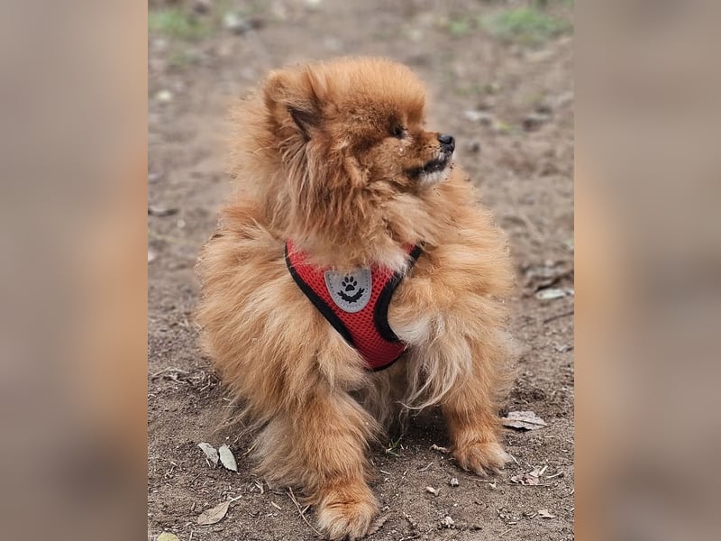 Das Leben von Flame war schwer