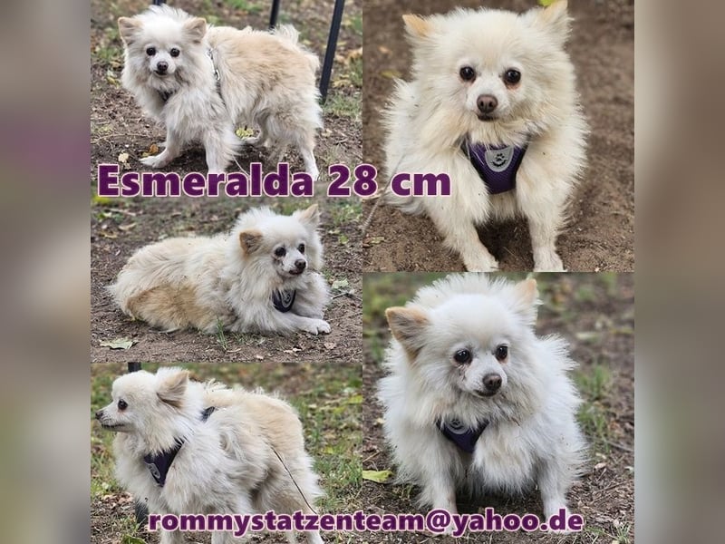 Esmeralda sucht ein geduldiges Zuhause