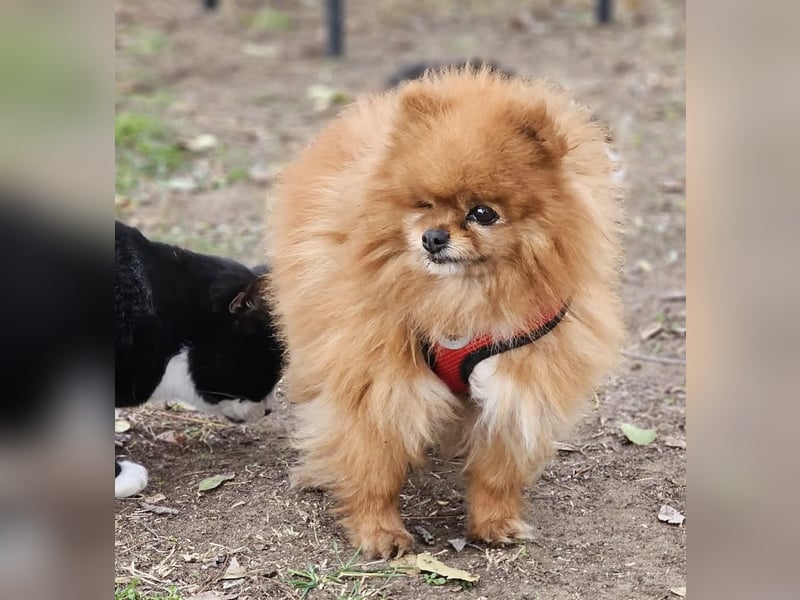 Das Leben von Flame war schwer