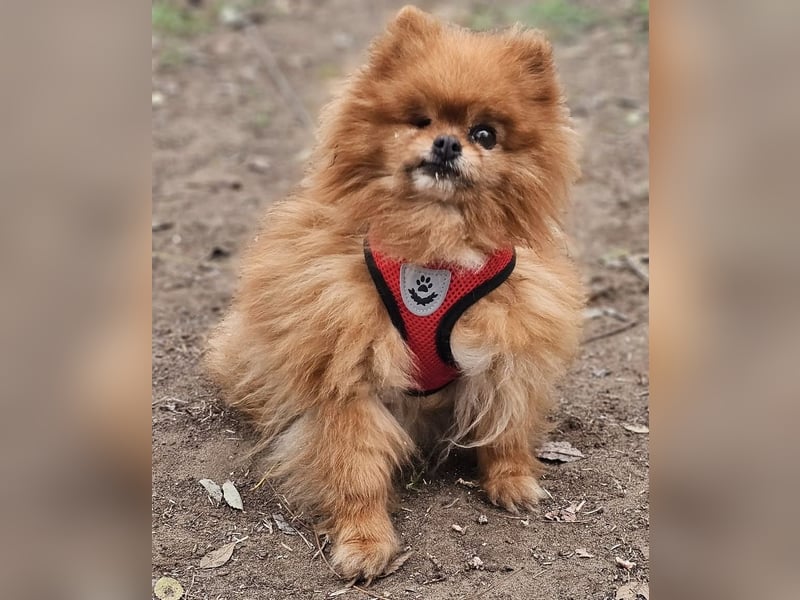 Das Leben von Flame war schwer