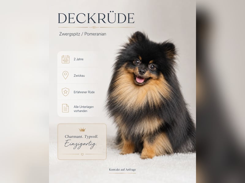 Black-and-Tan Pomeranian Deckrüde in Zwickau mit UKU/FCI-Ahnentafel