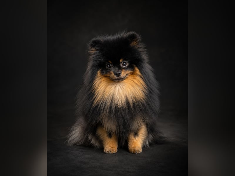 Black-and-Tan Pomeranian Deckrüde in Zwickau mit UKU/FCI-Ahnentafel