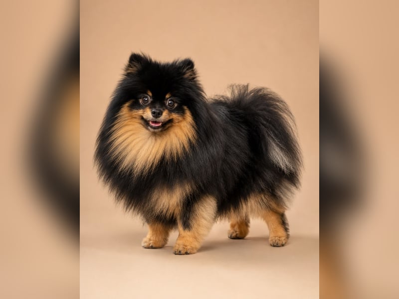 Black-and-Tan Pomeranian Deckrüde in Zwickau mit UKU/FCI-Ahnentafel