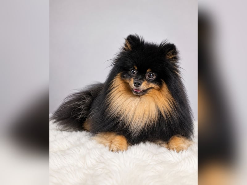 Black-and-Tan Pomeranian Deckrüde in Zwickau mit UKU/FCI-Ahnentafel