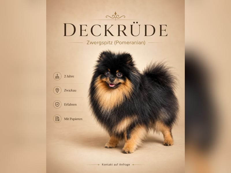 Black-and-Tan Pomeranian Deckrüde in Zwickau mit UKU/FCI-Ahnentafel