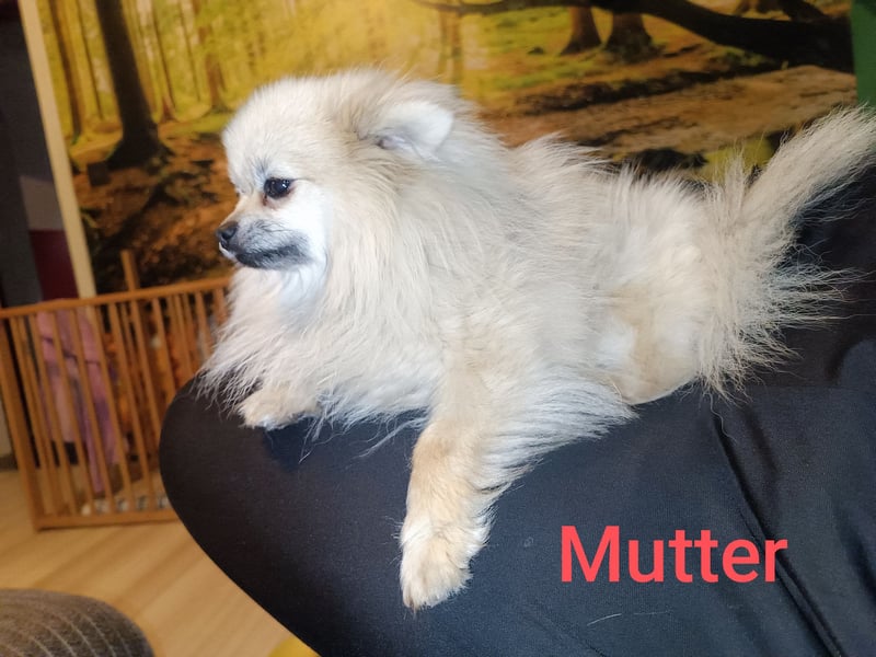 Pomeranian