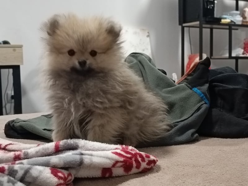 Pomeranian