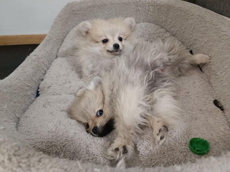 Pomeranian