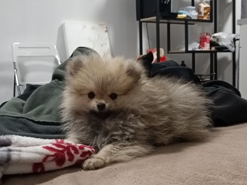 Pomeranian