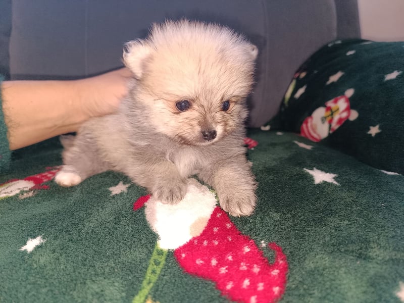 Pomeranian