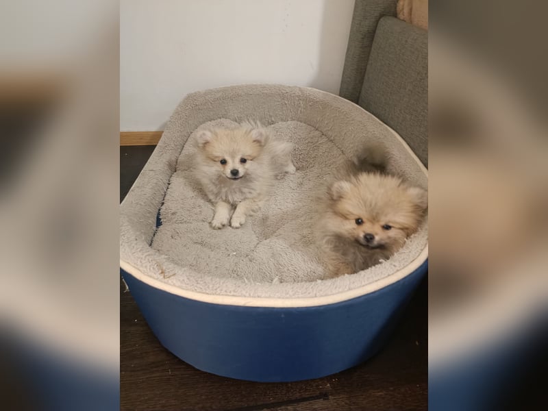 Pomeranian