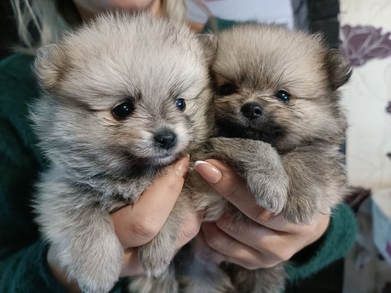 Pomeranian