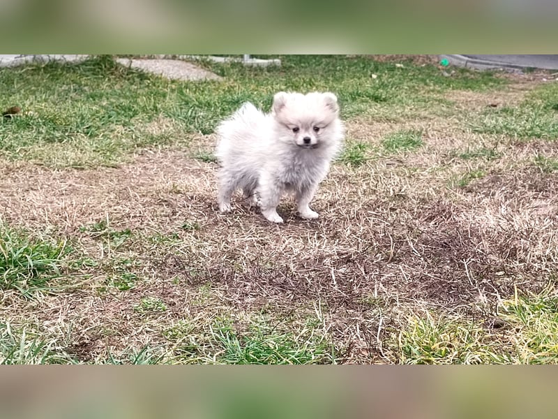 Pomeranian