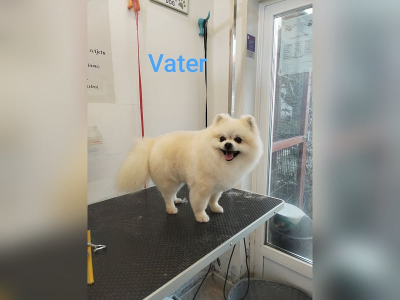 Pomeranian
