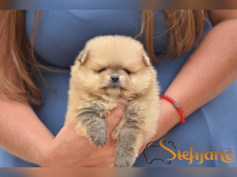 Pomeranian BOO Teddybären