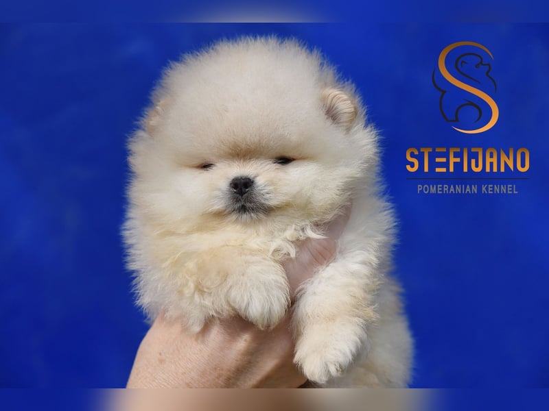 Pomeranian Spitz – Welpen