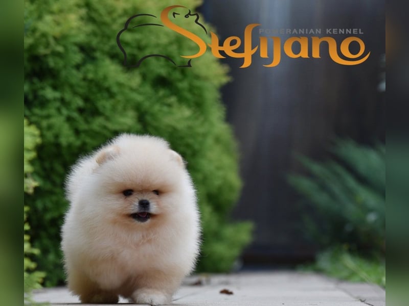Pomeranian Spitz – Welpen