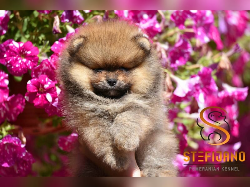 Pomeranian BOO Teddybären