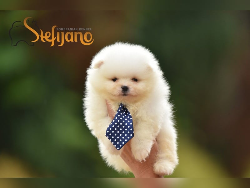 Pomeranian BOO Teddybären
